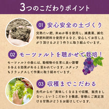 画像をギャラリービューアに読み込む, 9月1日順次発送/8月30日注文締切【島根県産】島根ぶどう 神紅 2房(約1kg)家庭用