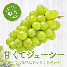 画像をギャラリービューアに読み込む, 9月1日順次発送/8月30日注文締切【島根県産】神紅&シャインマスカットの食べ比べセット 2房(400~500g/房) 家庭用