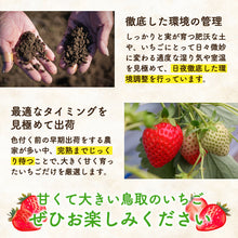 画像をギャラリービューアに読み込む, 【鳥取県産いちご】章姫 210g×4パック