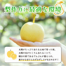 画像をギャラリービューアに読み込む, 【鳥取県八頭郡産】訳あり二十世紀梨 5kg はっとうフルーツ観光園 9月中旬以降順次発送/9月9日注文締切