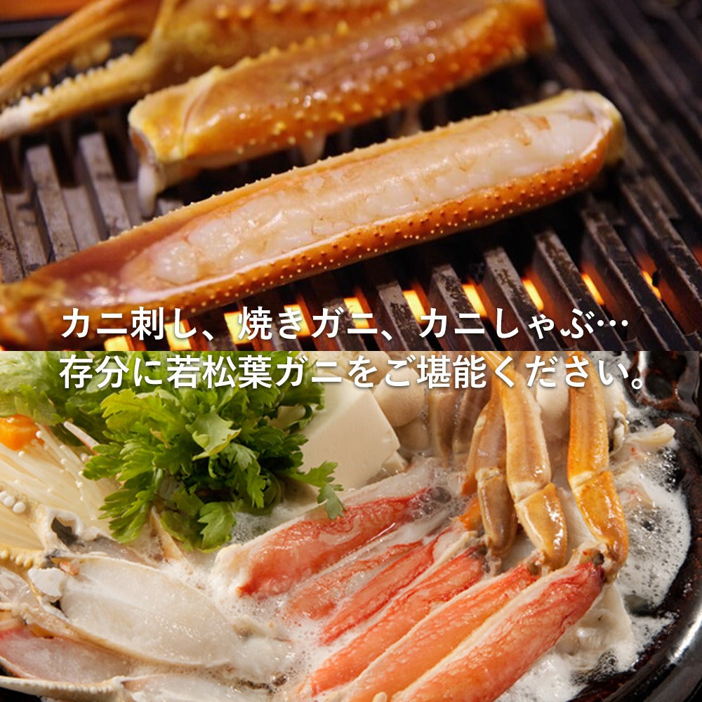 2月以降順次発送【鳥取県産】活生 若松葉ガニ