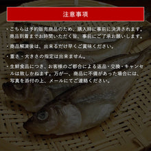 画像をギャラリービューアに読み込む, 【山陰沖産】ハタハタ一夜干し(冷凍) 小サイズ