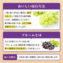 画像をギャラリービューアに読み込む, 9月1日順次発送/8月30日注文締切【島根県産】シャインマスカット 2kg(3~4房) 進物用