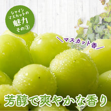 画像をギャラリービューアに読み込む, 9月1日順次発送/8月30日注文締切【島根県産】神紅&シャインマスカットの食べ比べセット 2房(400~500g/房) 家庭用