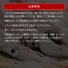 画像をギャラリービューアに読み込む, 【山陰沖産】白イカ 単品