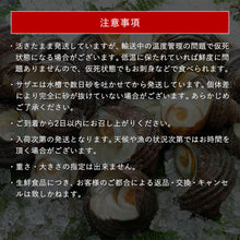 画像をギャラリービューアに読み込む, 【鳥取・島根産】天然サザエ(無選別)