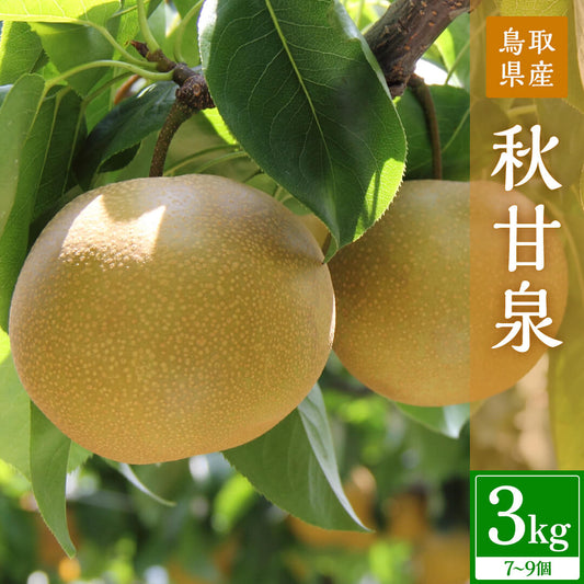 【鳥取県鳥取市産】秋甘泉 秀品 農楽猫農園 9月中旬以降順次発送 注文締切9月12日