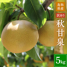 画像をギャラリービューアに読み込む, 【鳥取県鳥取市産】訳あり秋甘泉 5kg 農楽猫農園 9月中旬以降順次発送 注文締切9月12日