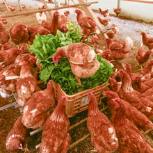 画像をギャラリービューアに読み込む, 【鳥取県産】平飼い鶏のいのちのたまご