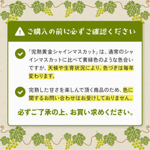 画像をギャラリービューアに読み込む, 【鳥取県産】完熟黄金シャインマスカット 1kg(2~3房) 注文締切10月15日