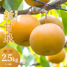 画像をギャラリービューアに読み込む, 【鳥取県鳥取市産】新甘泉 秀品 2.5kg 3Lサイズ(5~6個) 国府選果場 8月下旬以降順次発送 注文締切8月13日まで