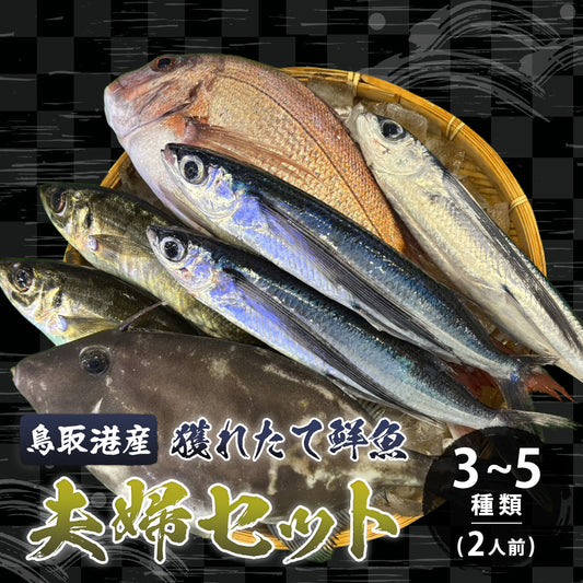 【鳥取/鳥取港】獲れたて鮮魚 夫婦セット  3〜5種類（2人前）