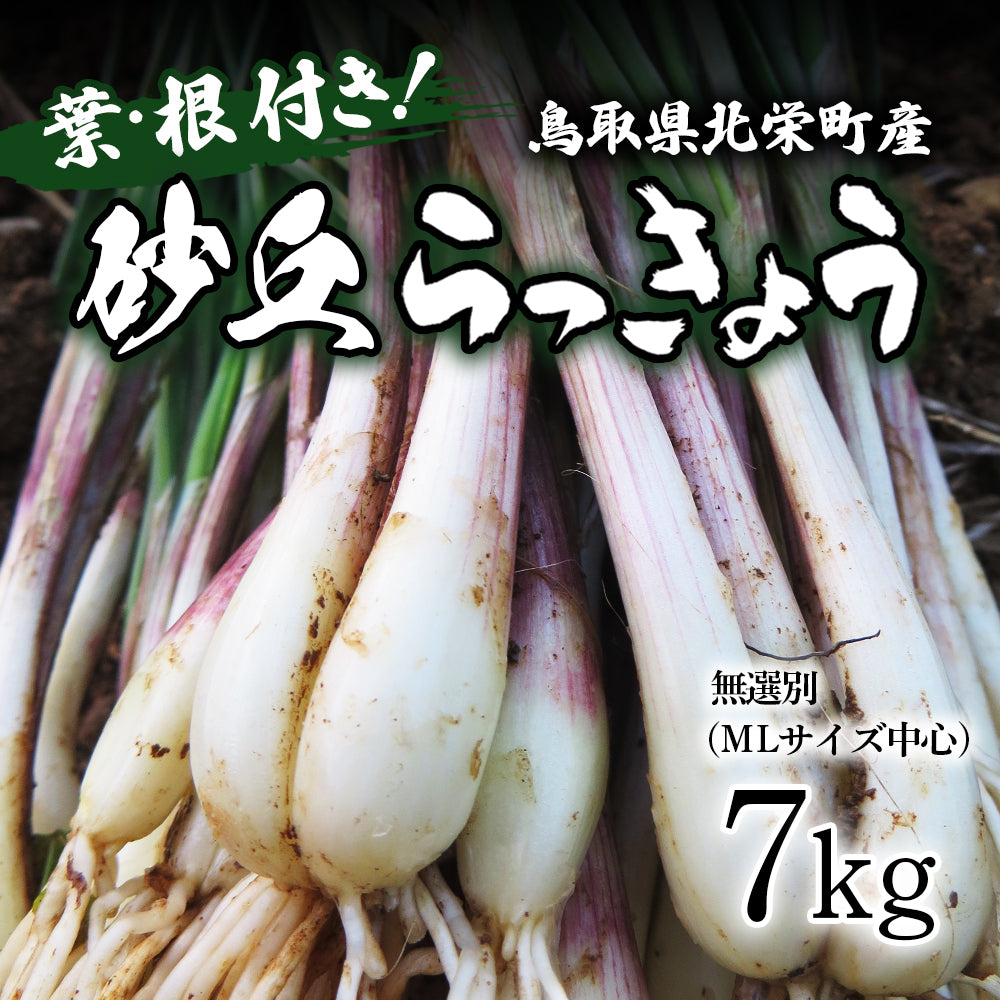 鳥取県北栄町産】葉・根付き砂丘らっきょう サイズ無選別（ML