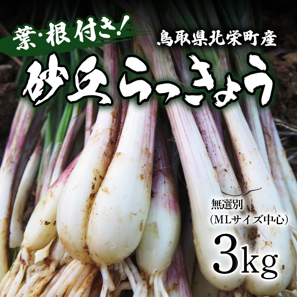鳥取県産 農薬不使用 砂丘らっきょう 鳥取県産】根付き砂丘らっきょう サイズ不選別（SML混在）注文