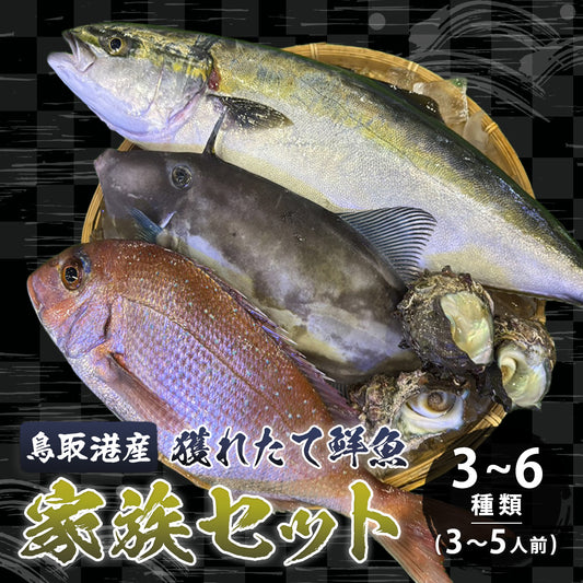 【鳥取/鳥取港】獲れたて鮮魚 家族セット  3〜6種類（3～5人前）