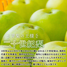 画像をギャラリービューアに読み込む, 【鳥取県湯梨浜町産】二十世紀梨 秀品 5kg(12～16玉) 福本農園 8月下旬以降順次発送
