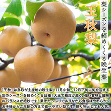 画像をギャラリービューアに読み込む, 【鳥取県青谷町産】王秋梨 秀品 3kg(5～8個) ひかり農園 11月上旬頃順次発送開始予定
