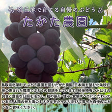 画像をギャラリービューアに読み込む, 【鳥取県北栄町産】 ピオーネ 秀品 1.2～1.5kg(2房)
