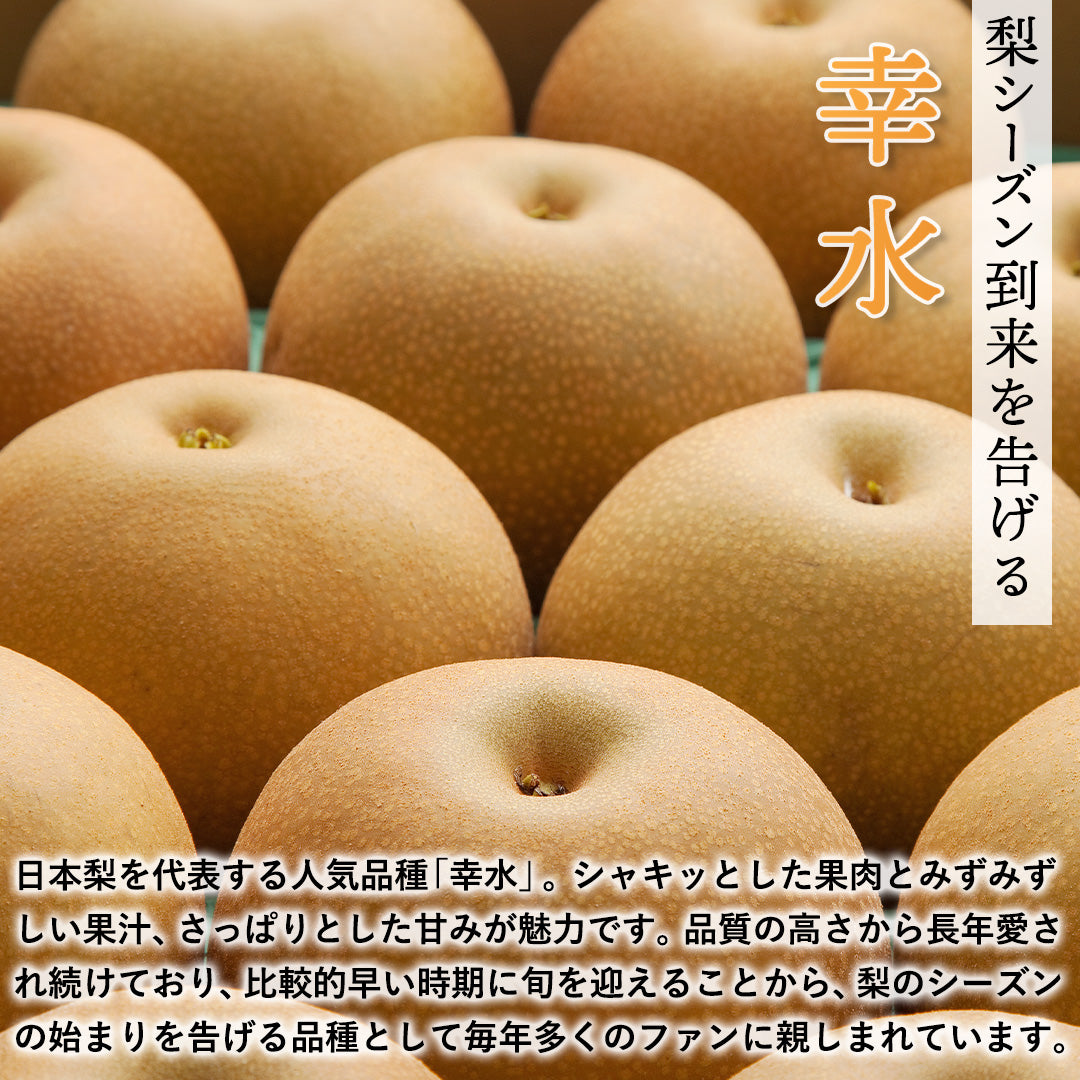 鳥取県青谷町産】幸水 秀品 3kg(6〜10個) ひかり農園 8月中旬頃順次