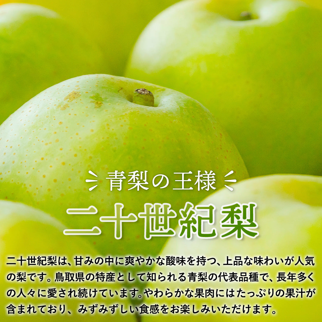 あっさりした甘味　みずみずしい　旬の冬梨　たっぷり20kg 鳥取県青谷町産】二十世紀梨 秀品 3kg(6～10玉) ひかり農園 9月上旬頃