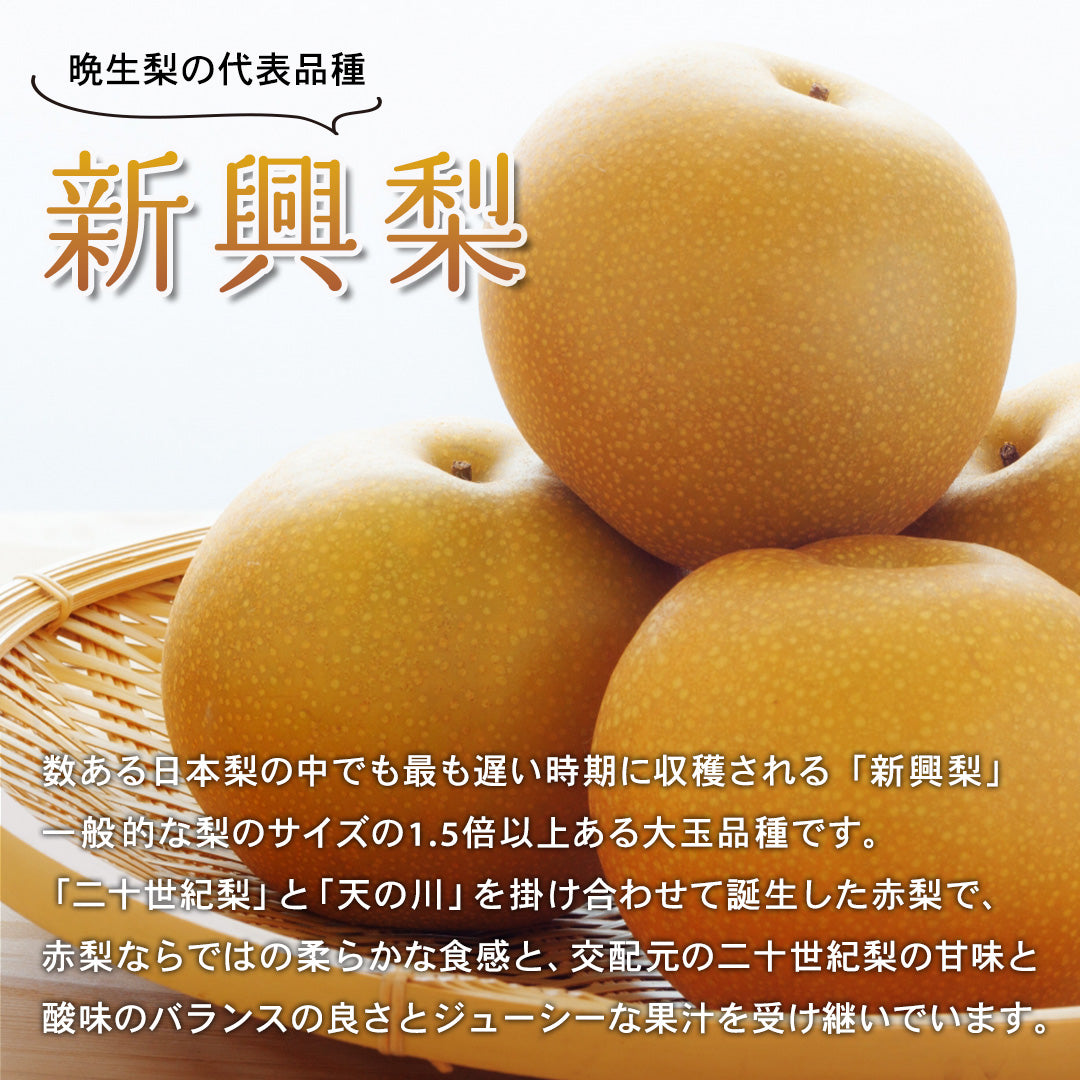いちきりこページ　新興梨 鳥取県倉吉市産】新興梨 家庭用 5kg 倉吉観光梨園 10月20日以降順次