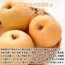 画像をギャラリービューアに読み込む, 【鳥取県福部町産】訳あり 王秋 5kg 安田農園
