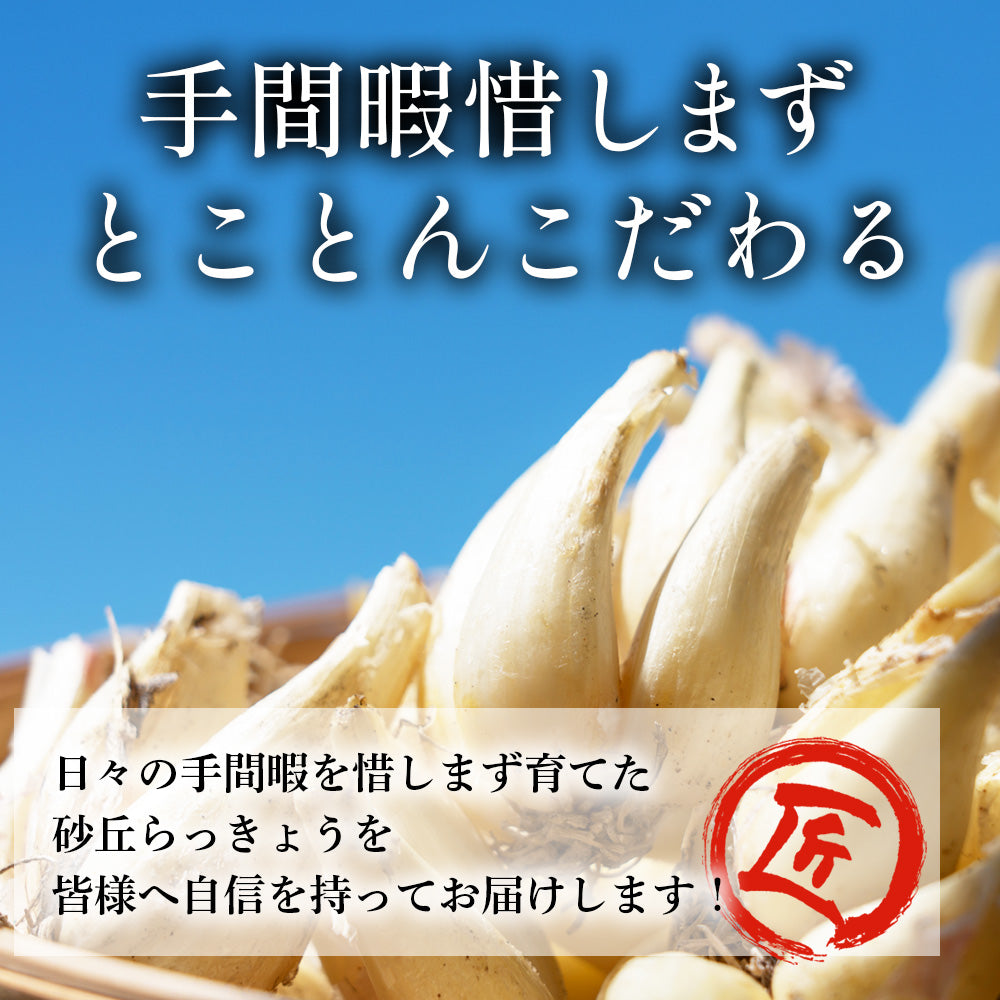 らっきょう 洗い 北条砂丘らっきょう 5kg 1kg×5袋 栽培期間中