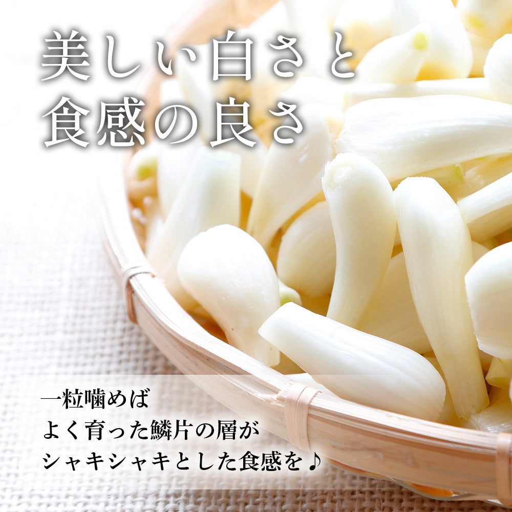 品質のいい 鳥取県北栄町産】葉・根付き砂丘らっきょう サイズ無選別（ML 野菜