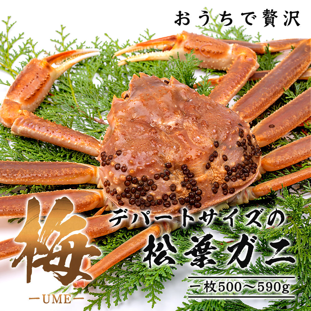 梅】極撰松葉ガニ 500g級 鳥取県産 ブランドタグ付 11月12日以降