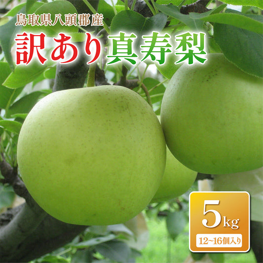 【鳥取県八頭郡産】訳あり真寿梨 5kg はっとうフルーツ観光園 8月末頃順次発送開始予定