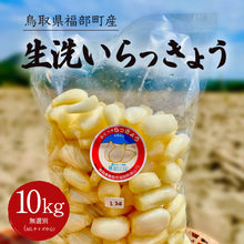 画像をギャラリービューアに読み込む, 【鳥取県福部町産】生洗いらっきょう（塩水で芽止め処理済） サイズ無選別（ML中心）
