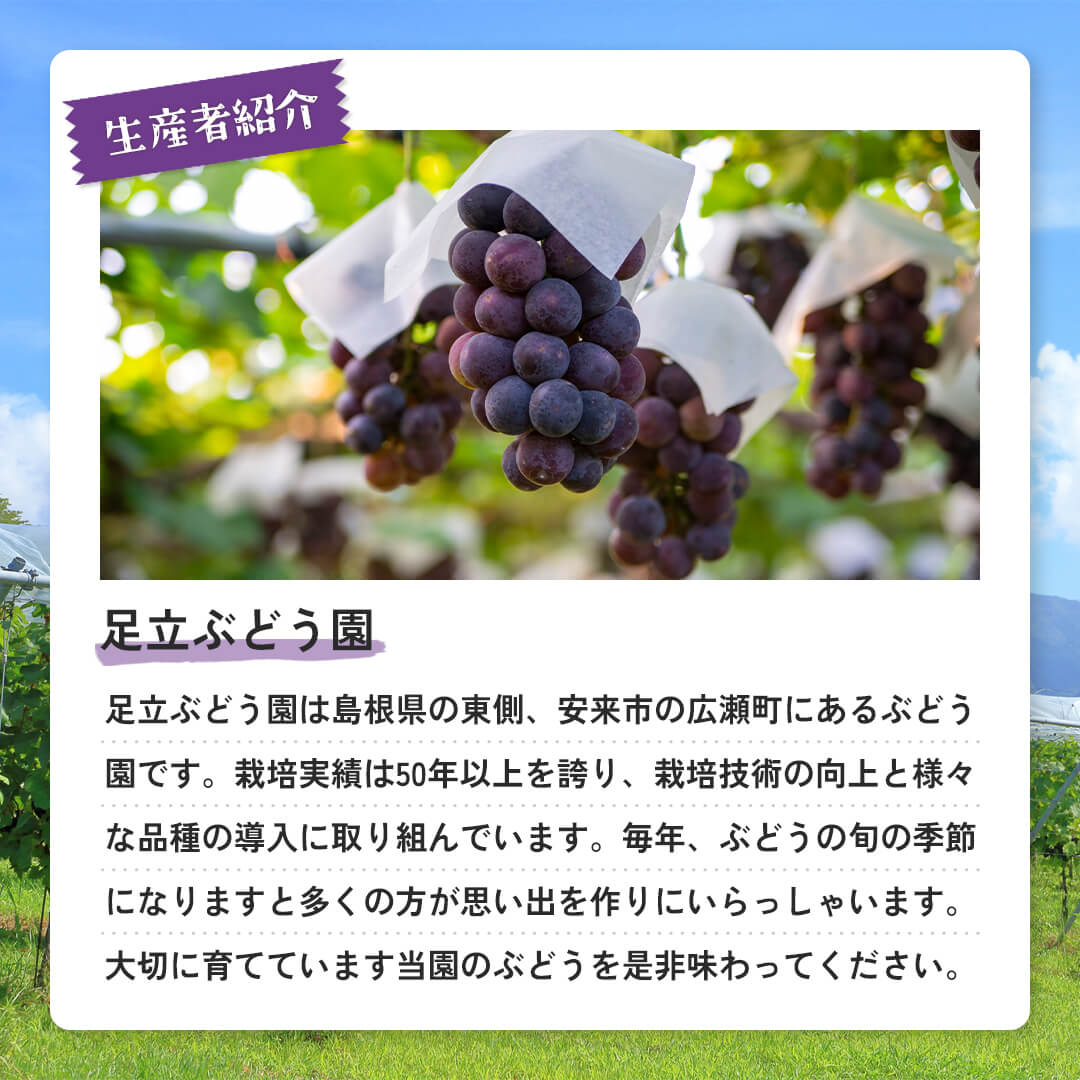 9月1日順次発送/8月30日注文締切【島根県産】プレミアム神紅