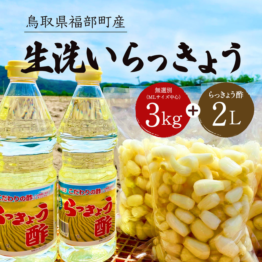 【鳥取県福部町産】生洗いらっきょう3kg＆らっきょう酢2Lセット サイズ無選別（ML中心） 2025年6月中旬以降発送