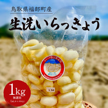 画像をギャラリービューアに読み込む, 【鳥取県福部町産】生洗いらっきょう（塩水で芽止め処理済） サイズ無選別（ML中心）
