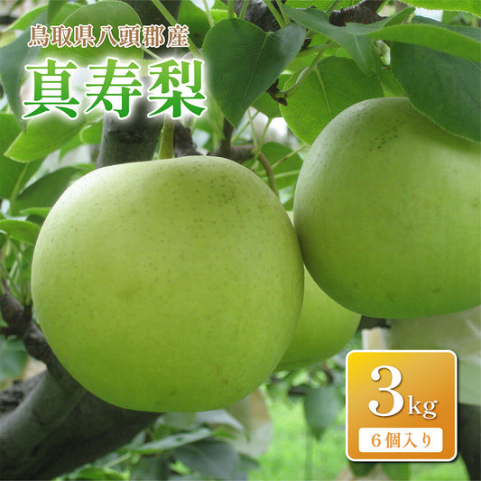 【鳥取県八頭郡産】真寿梨 秀品 はっとうフルーツ観光園 8月末頃順次発送開始予定