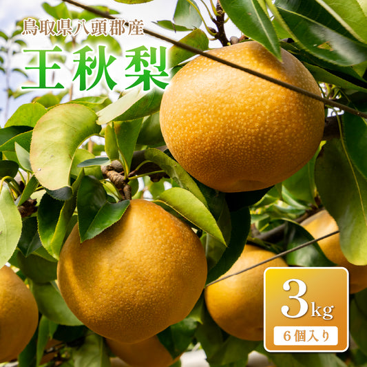 【鳥取県八頭郡産】王秋梨 秀品 はっとうフルーツ観光園 10月中旬以降順次発送