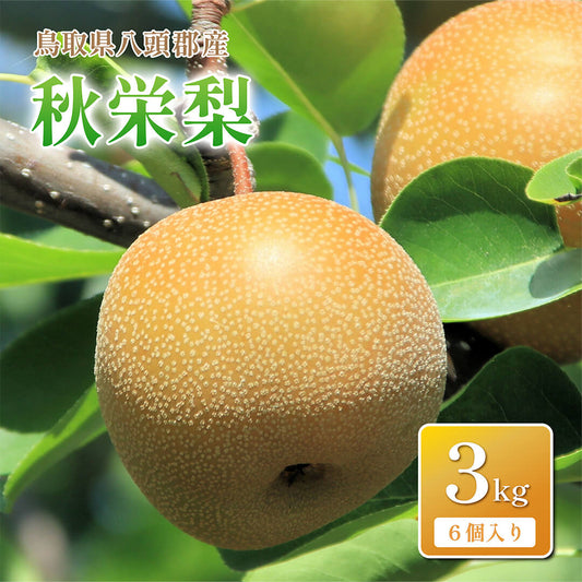 【鳥取県八頭郡産】秋栄梨 秀品 はっとうフルーツ観光園 9月中旬以降順次発送開始予定
