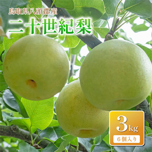 【鳥取県八頭郡産】二十世紀梨 秀品 はっとうフルーツ観光園 9月中旬以降順次発送