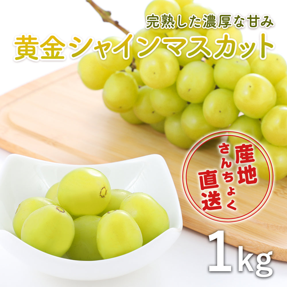 鳥取県産】完熟黄金シャインマスカット 1kg(2～3房) – さんチョク