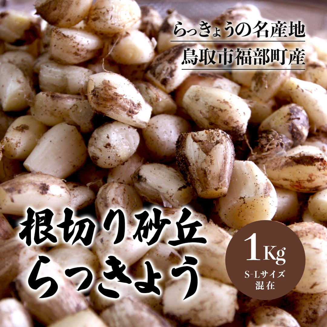 大特価‼️鳥取県産 農薬不使用 砂丘らっきょう 鳥取県産 農薬不使用 砂丘らっきょう - メルカリ