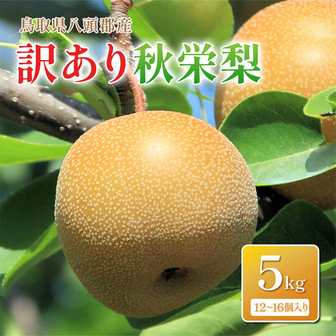 【鳥取県八頭郡産】訳あり秋栄梨 5kg はっとうフルーツ観光園 9月上旬以降順次発送/9月14日注文締切