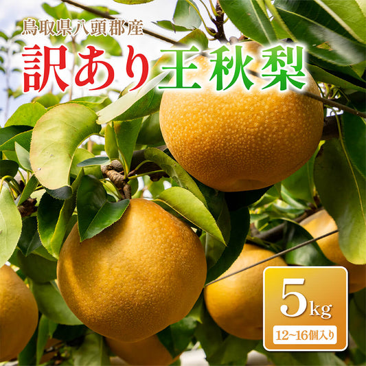 【鳥取県八頭郡産】訳あり王秋梨 5kg はっとうフルーツ観光園 11月中旬頃順次発送予定