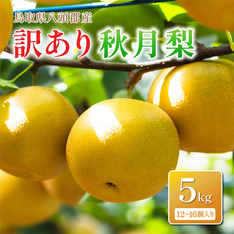 【鳥取県八頭郡産】訳あり 秋月梨 はっとうフルーツ観光園 10月上旬頃順次発送開始予定