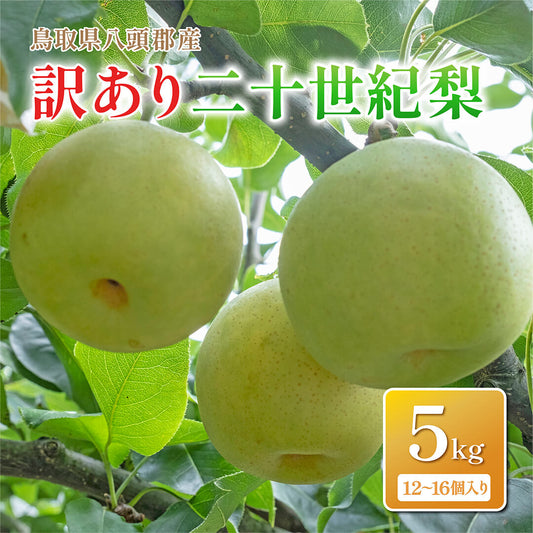 【鳥取県八頭郡産】訳あり二十世紀梨 5kg はっとうフルーツ観光園 9月18日注文締切