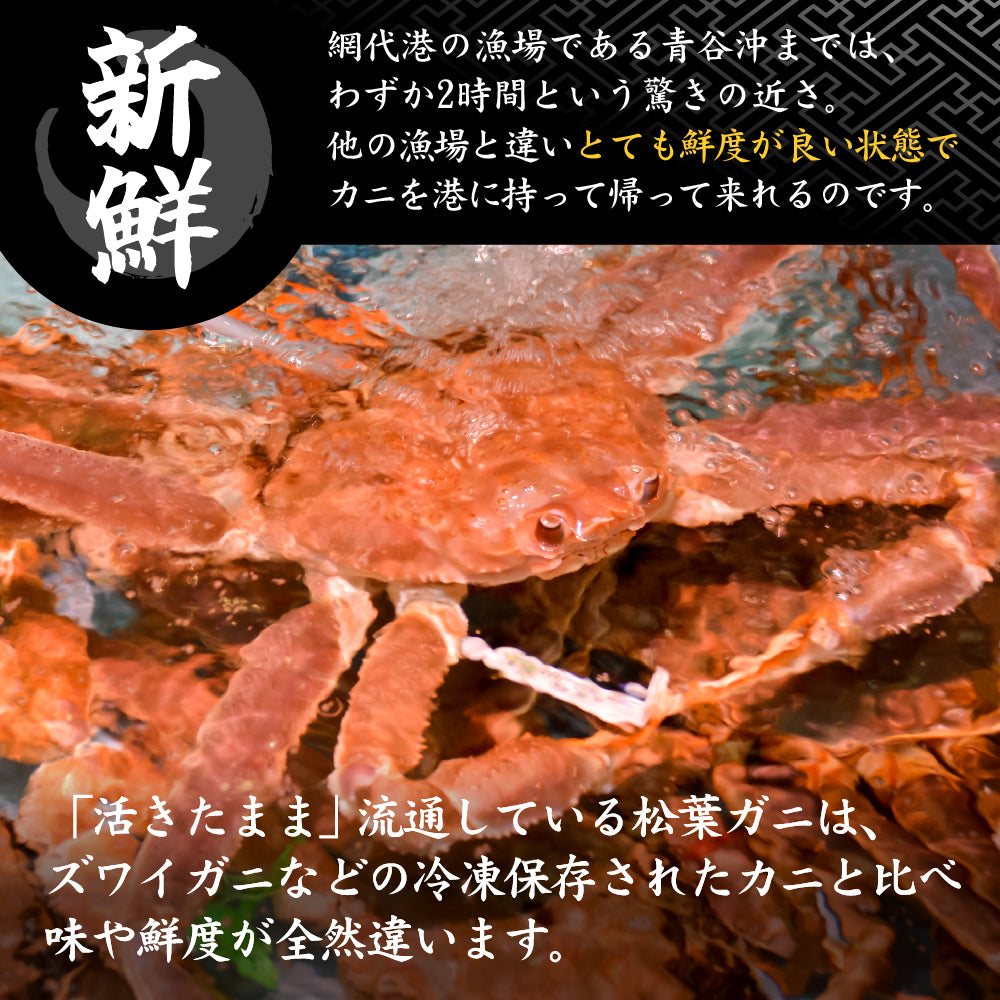 鳥取県網代港産】松葉ガニ 500g級 ブランドタグ付 3月19日・16時