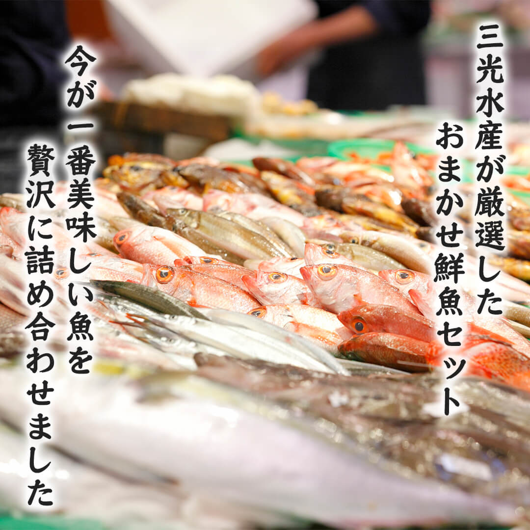 8月19～24日配送不可《送料無料》境港の魚屋さんのおまかせ鮮魚セット 贅沢箱(3～6種) 下処理済み – さんチョク