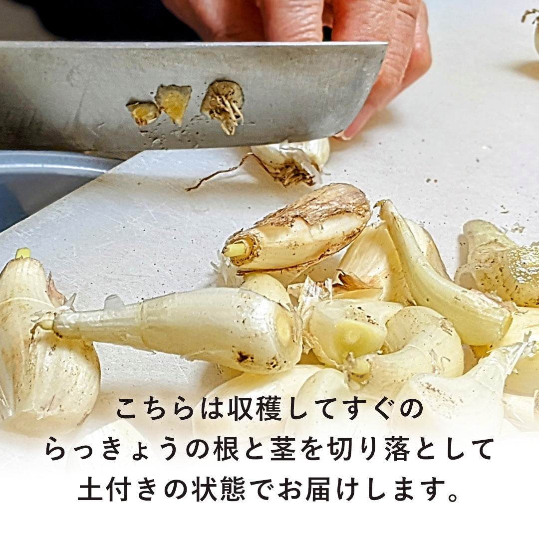 鳥取県産】根切り砂丘らっきょう 1kg サイズ不選別（SML混在） – さん
