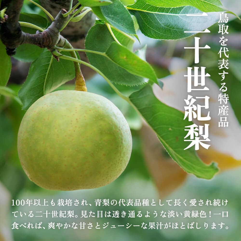 鳥取県八頭郡】二十世紀梨 赤秀 秀品 まる大農園 8月下旬以降順次発送