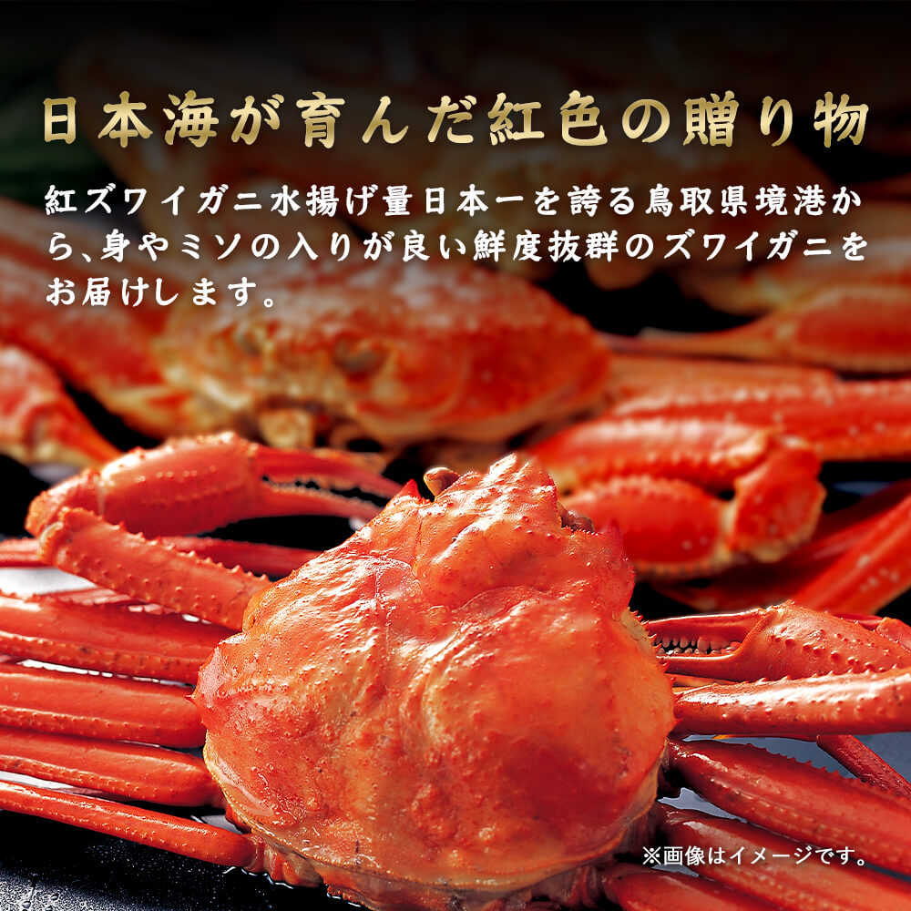 送料無料》【訳あり】鳥取県産 ボイル 紅ズワイガニ A級(訳あり) 1.5kg