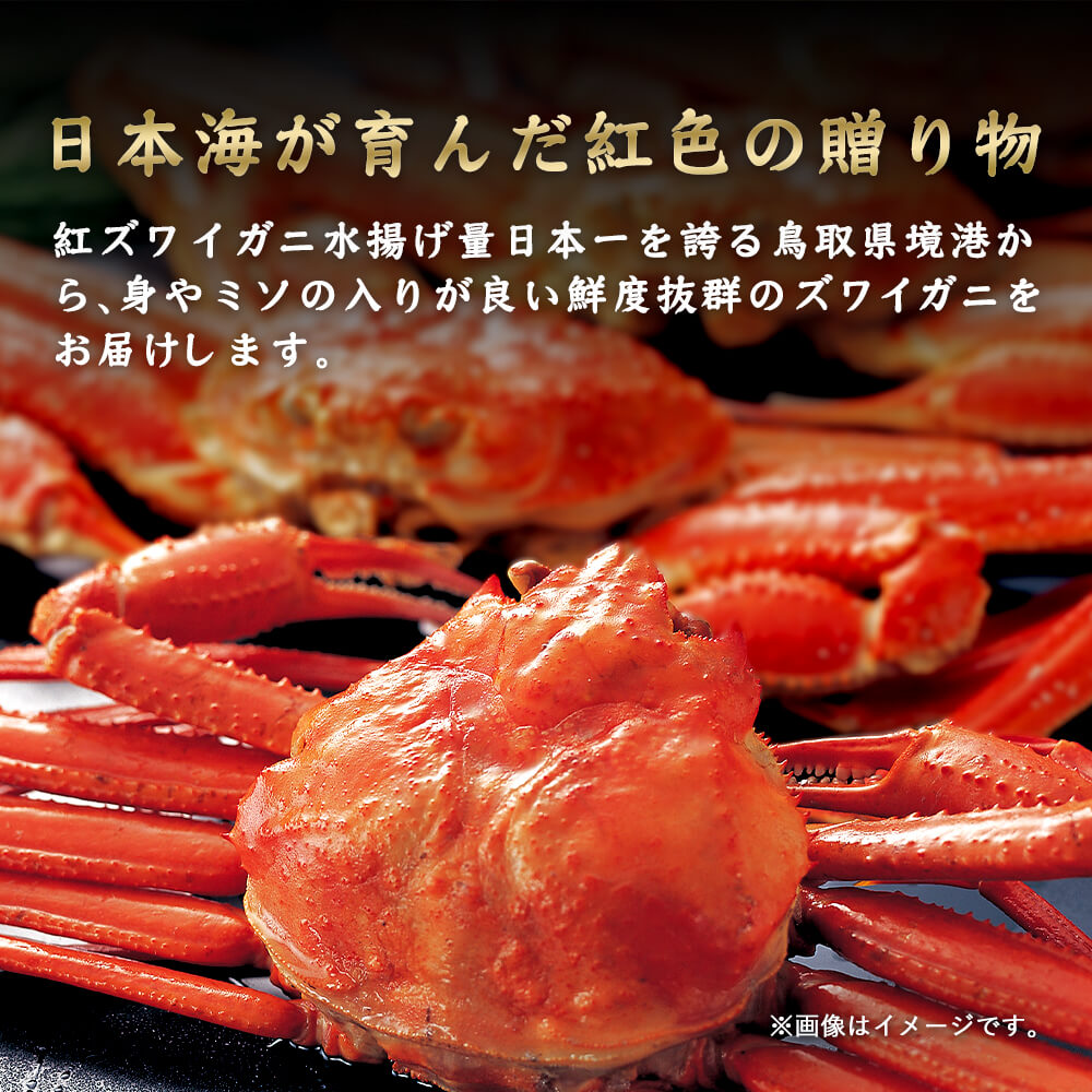 訳あり】鳥取県産 ボイル 紅ズワイガニ A級(訳あり) 大サイズ 1kg箱詰めセット(約500g×2杯) – さんチョク